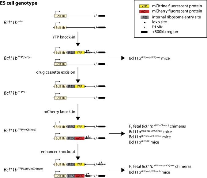 Figure 1—figure supplement 1.