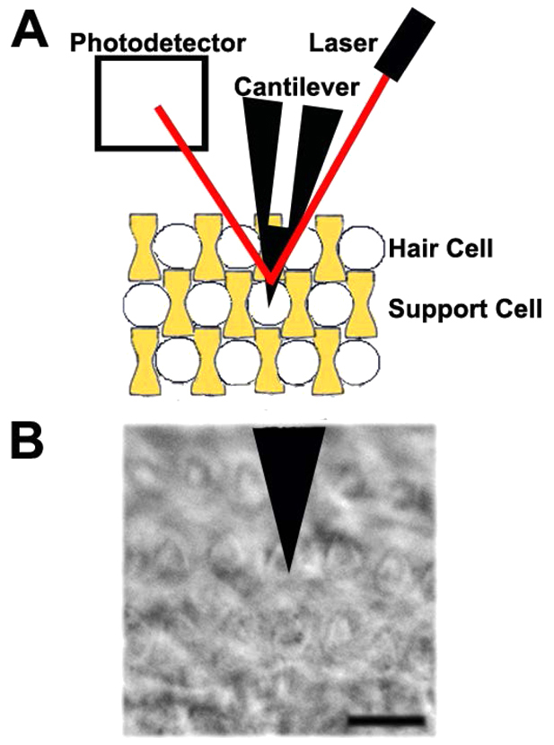 Fig. 1.