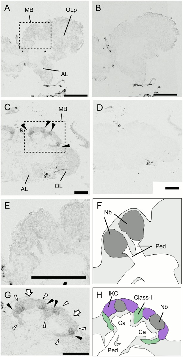 Fig 13