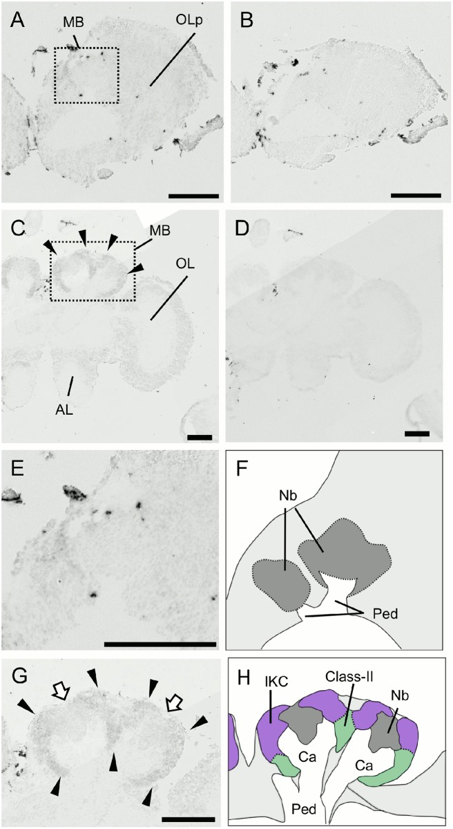 Fig 12