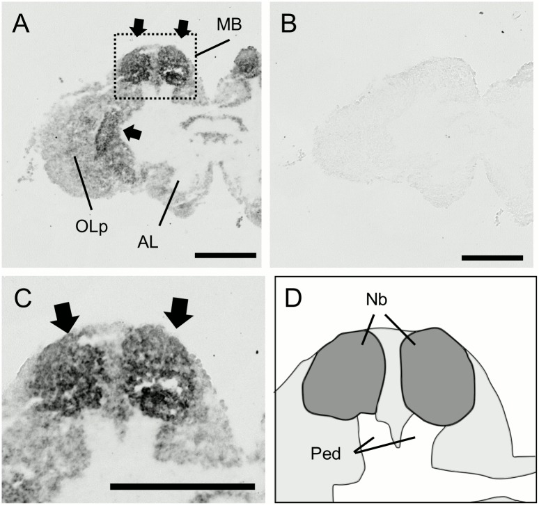 Fig 9