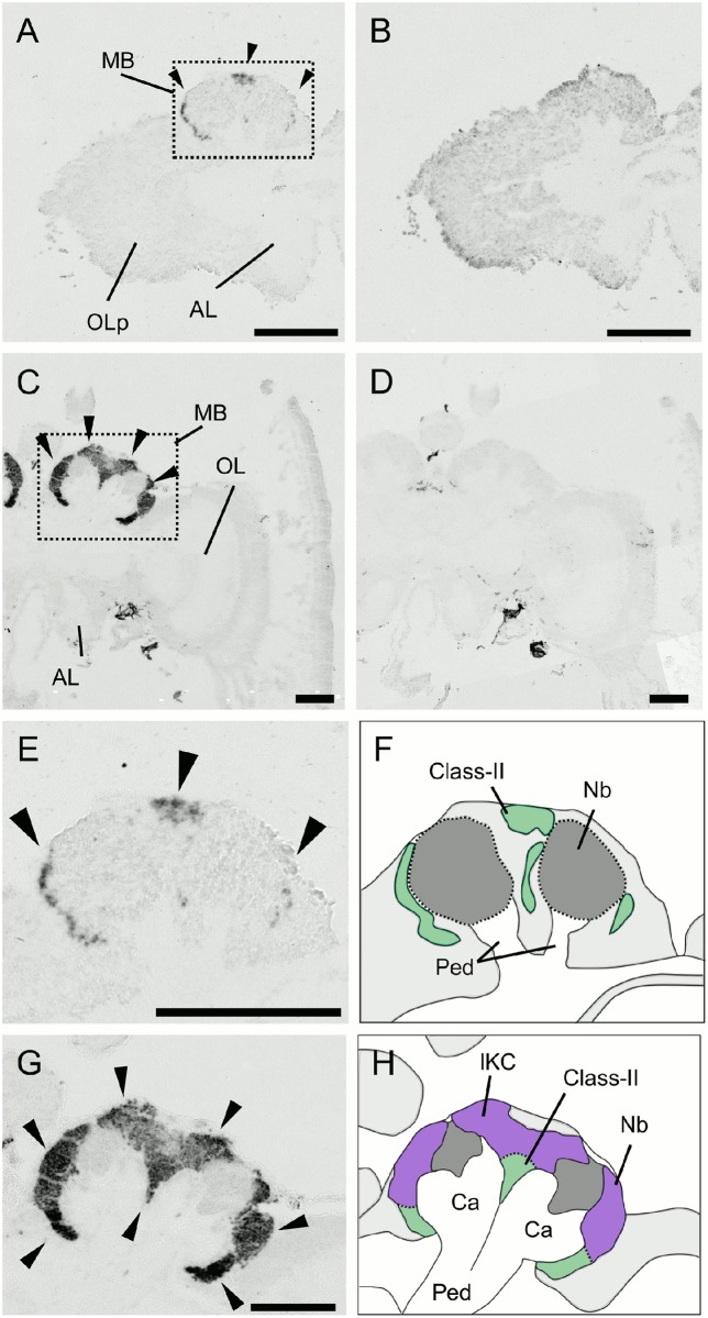 Fig 11