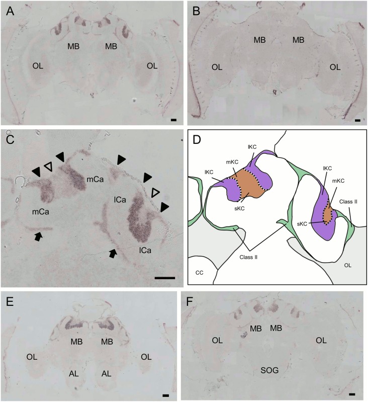 Fig 5