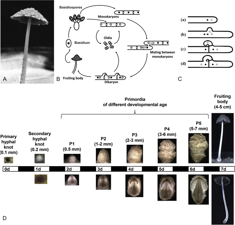 Fig. 1