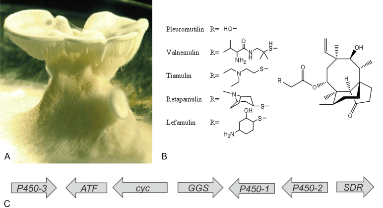 Fig. 10