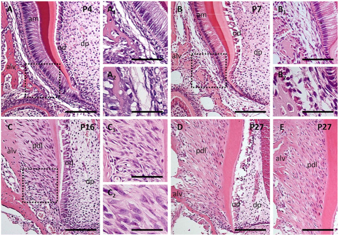 FIGURE 3