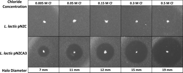 FIG 3