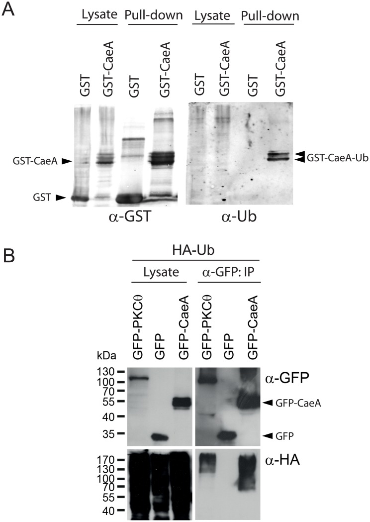 Fig 5