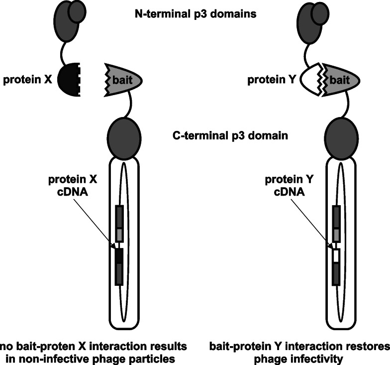 Fig. 5