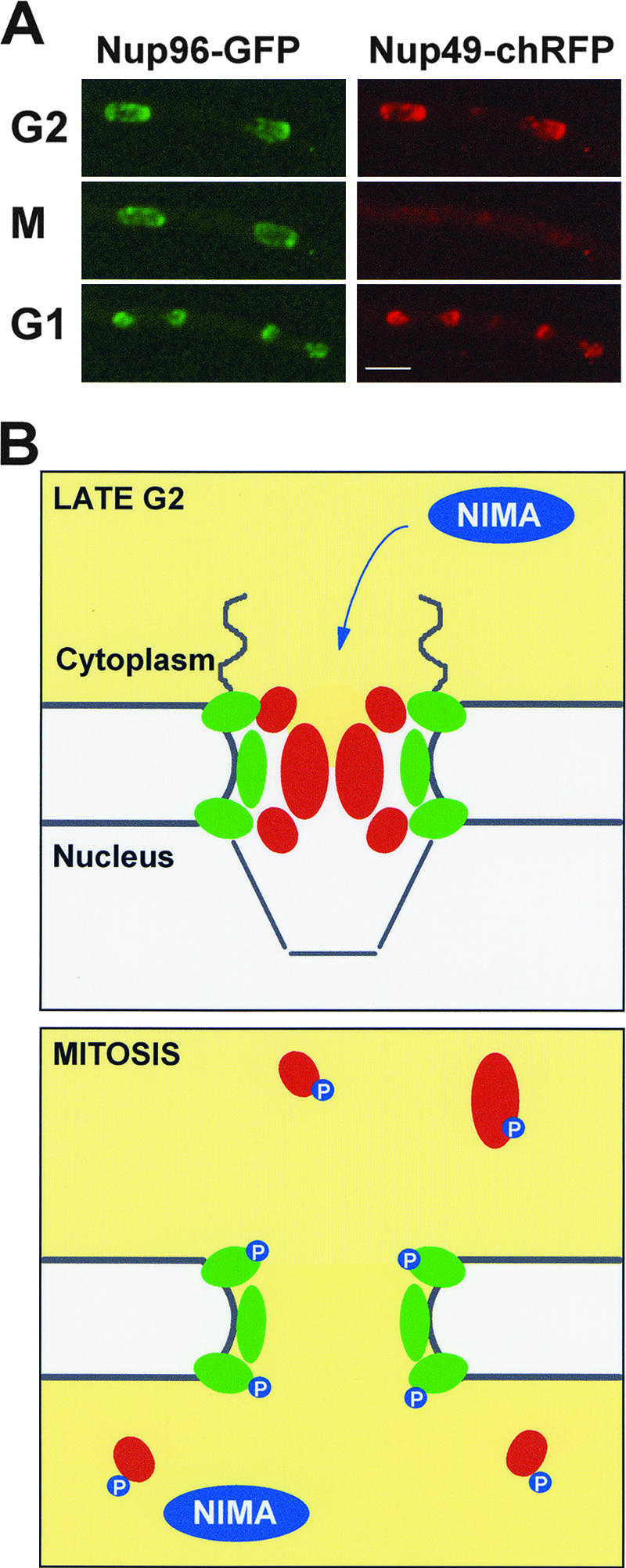 FIG. 1.