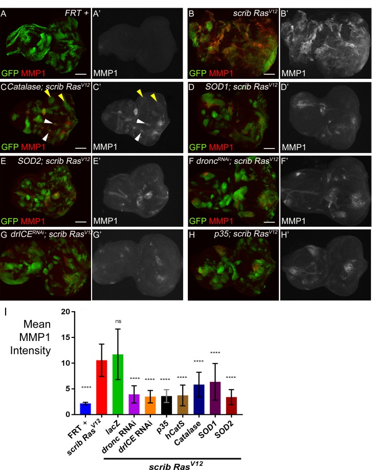 Figure 5—figure supplement 1.