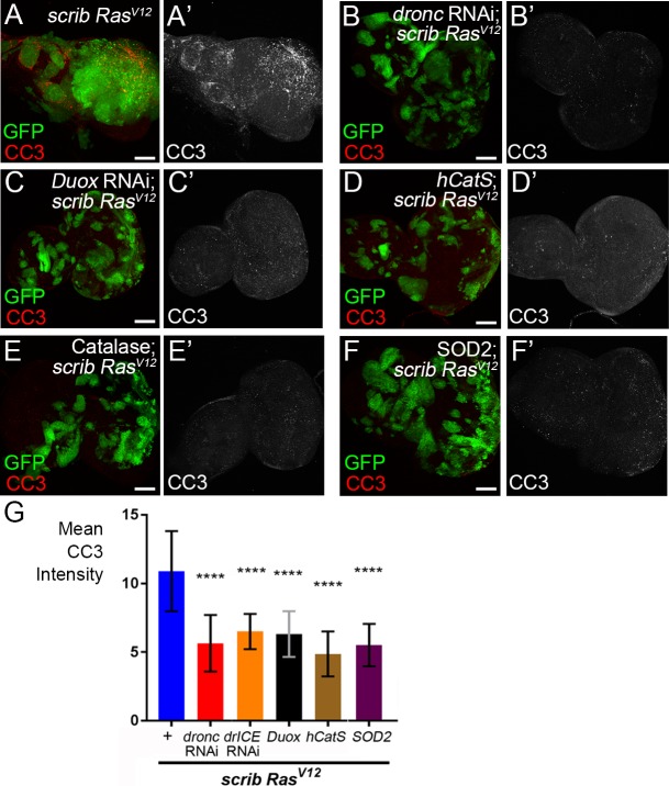 Figure 3—figure supplement 1.