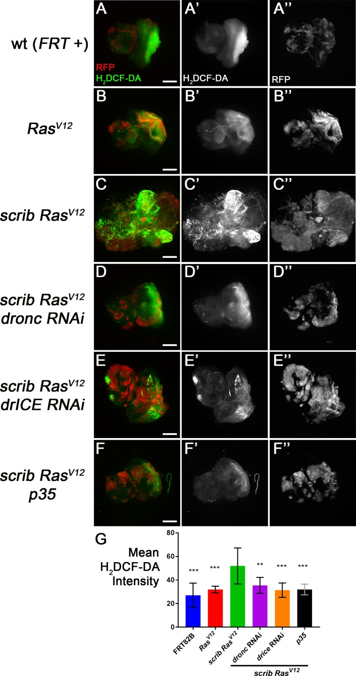 Figure 1—figure supplement 1.