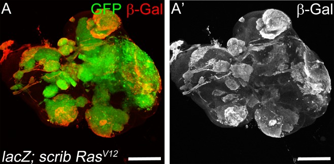 Figure 1—figure supplement 2.