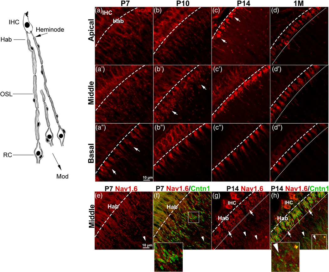 FIGURE 3