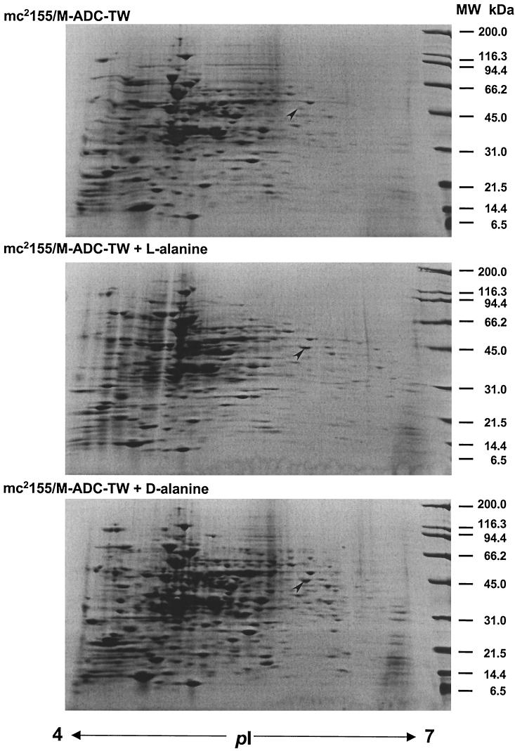 FIG. 2.