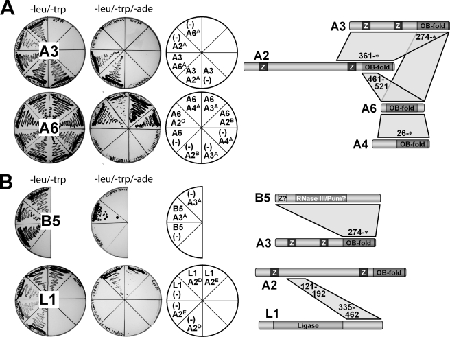 FIGURE 2.