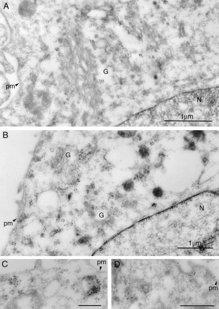 FIG. 1