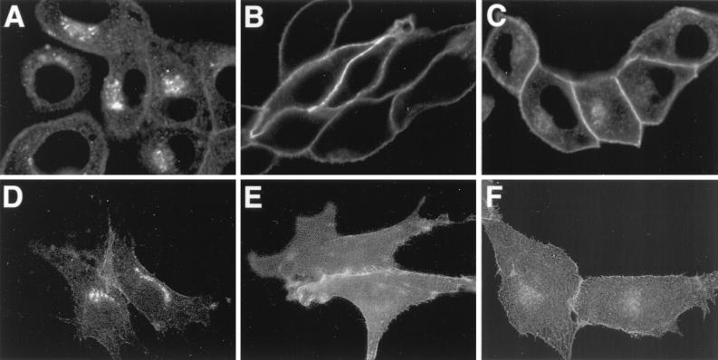 FIG. 7