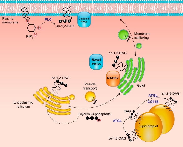 FIGURE 15.