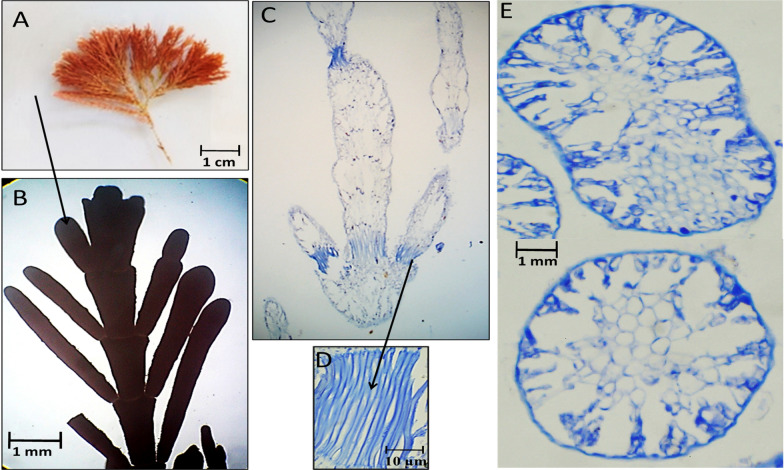 Fig. 4