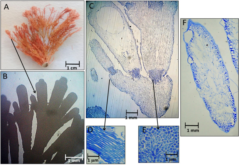 Fig. 5