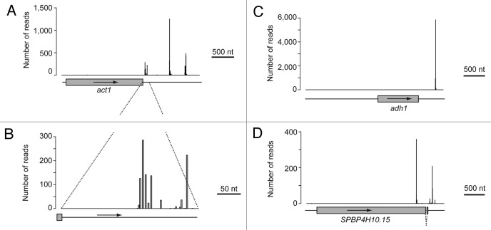 graphic file with name rna-10-1407-g2.jpg