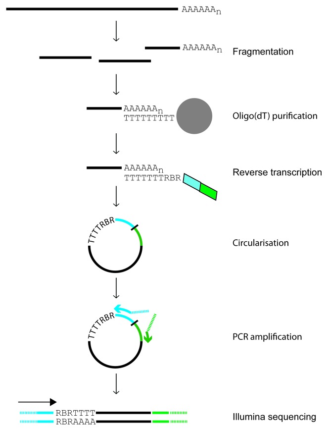 graphic file with name rna-10-1407-g1.jpg