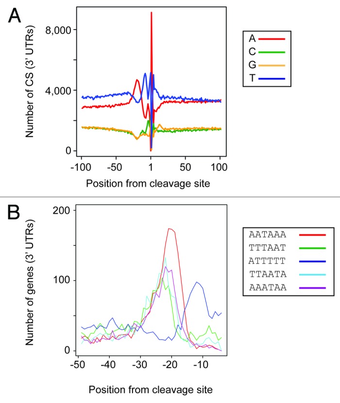 graphic file with name rna-10-1407-g5.jpg