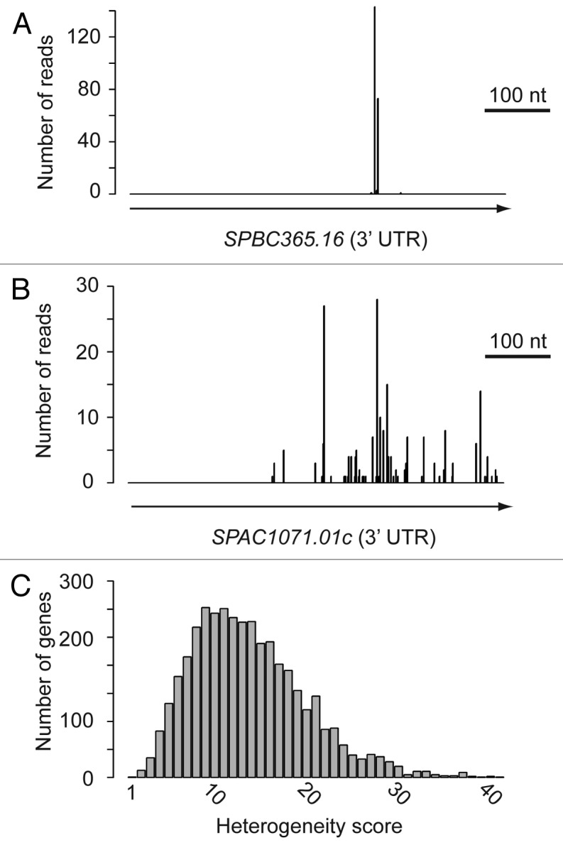 graphic file with name rna-10-1407-g3.jpg