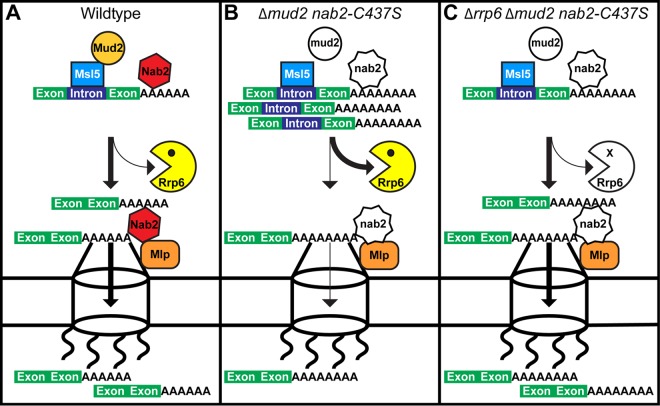 FIG 12