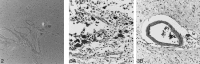 <sc>fig</sc> 2.