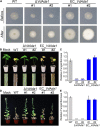 FIGURE 4