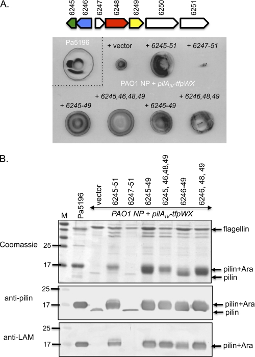 FIGURE 4.