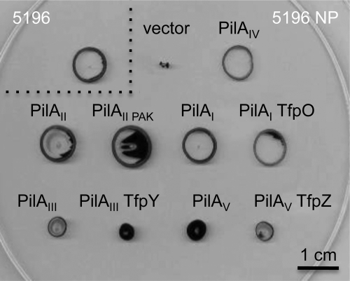 FIGURE 7.