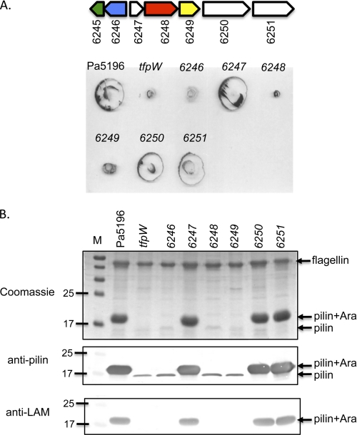 FIGURE 2.