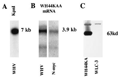 FIG. 1