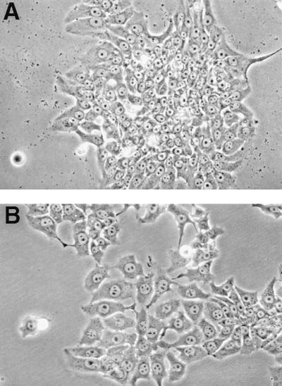 FIG. 6