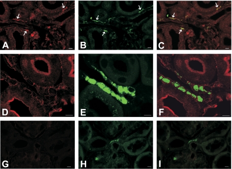 Fig. 9.