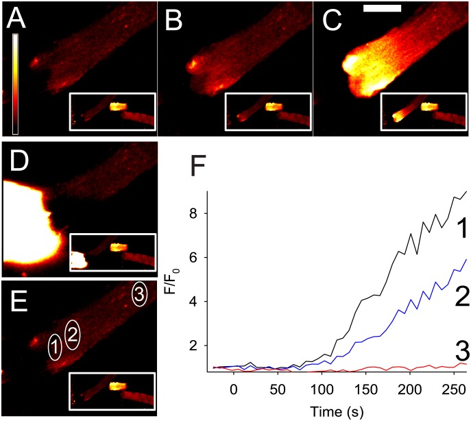 Figure 5