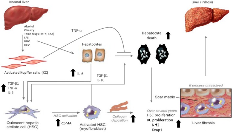 Fig 10