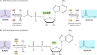 FIG 10