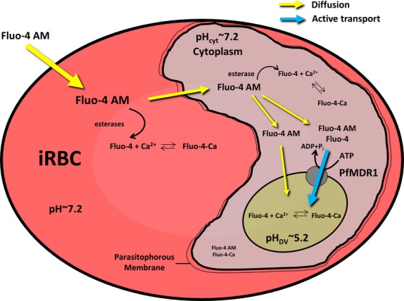 Fig. 1