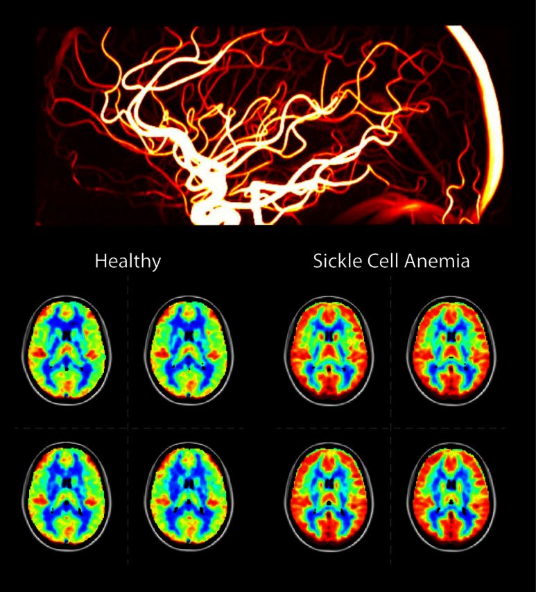 graphic file with name awv397fig1g.jpg