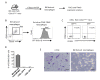 Figure 4—figure supplement 1.