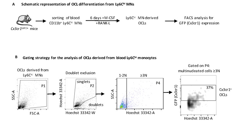 Figure 1—figure supplement 1.