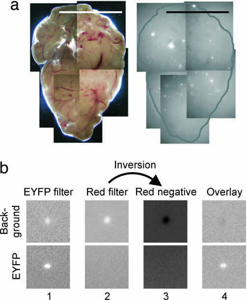 Fig. 3.