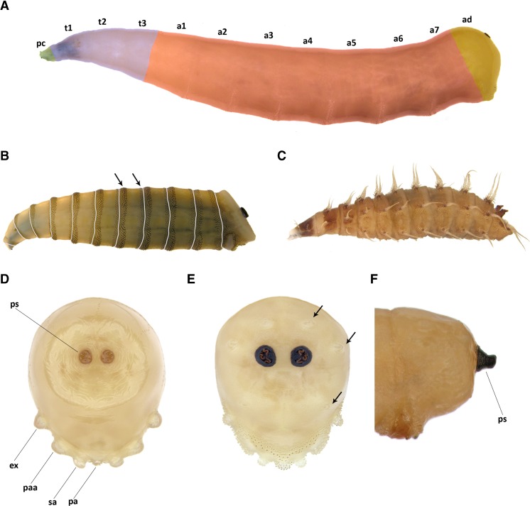 Fig. 1