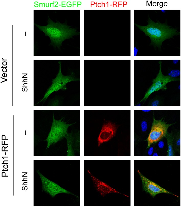 Figure 7—figure supplement 1.