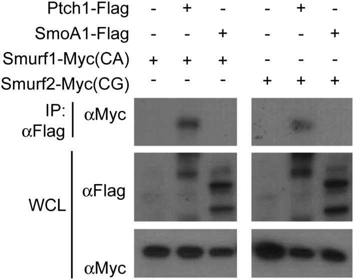 Figure 7—figure supplement 2.